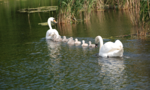 Das Induktionsproblem nach David Hume